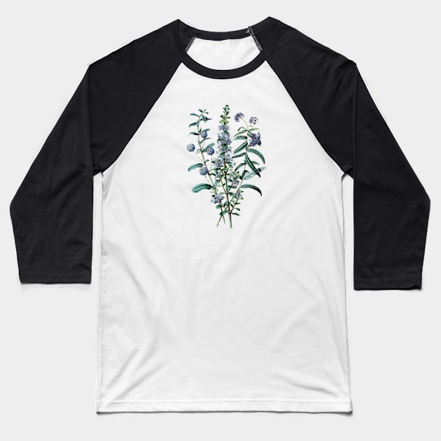 Blue Wildflowers Vinatge Botanical Illustration Baseball T-Shirt by Biophilia